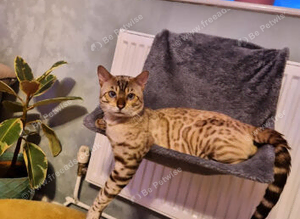 STUD. SNOW BENGAL