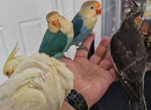 Two beautiful paired lovebirds