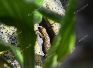 Mourning Geckos, bulk available