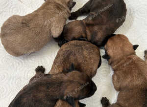 Gorgeous Cairn Terrier Puppies