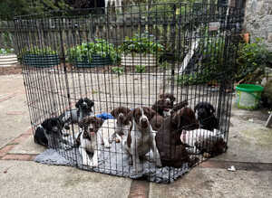 PUPS STILL AVAILABLE AND READY TO GO  GWP X WEIMKY PUPPIES