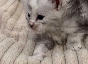 Gorgeous Maine Coon Kittens from Grand Champion Parents