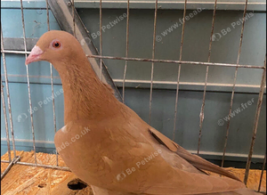 FULL YELLOW RACING PIGEONS