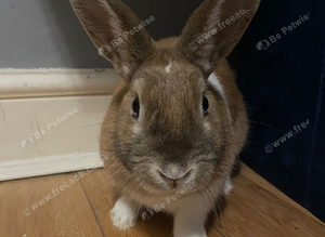 rabbit