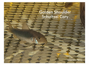 Gold shoulder schultzei Corydoras