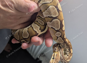 Young lesser Ball python for sale