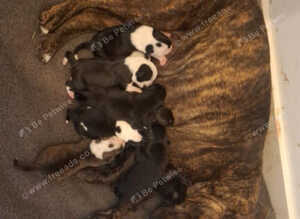 Staffy cross puppies