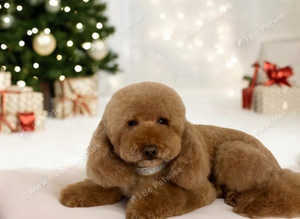 Beautiful Red Miniature Poodle, Stud Package Available.