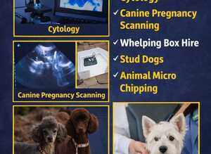 Canine fertility