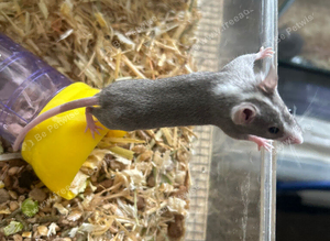 Fancy mice Baby&rsquo;s