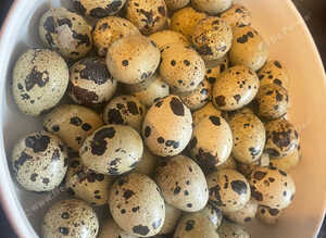 ** QUAIL HATCHING EGGS **