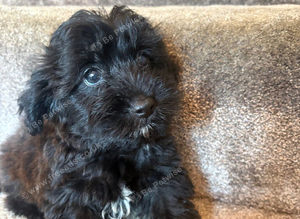 Beautiful F1 yorkiepoo READY NOW