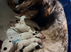 8 week old cocker spaniel