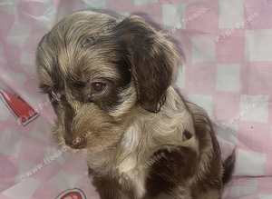 Female Merl Cockapoo