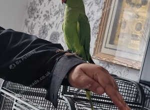 Beautiful ringneck talking parrot
