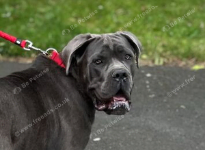 Stud cane corso
