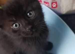 Black kittens