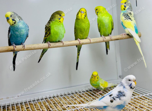 Budgies
