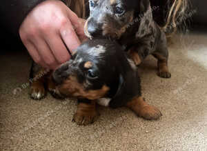 Miniature Daschund Puppies