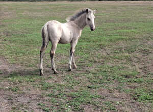 Colt foal