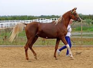 ARABIAN Pb (87.86%) STALLION