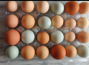 Fertilized chicken eggs for sale in London