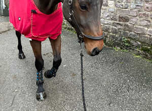 Incredible safe big horse for someone to enjoy