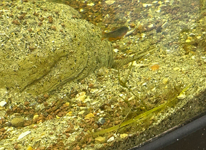 5 Celestial pearl danios + 3 endlers