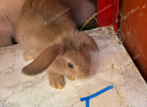 Mini lop Rabbit