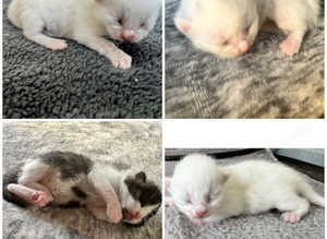 British Shorthair kittens BSH