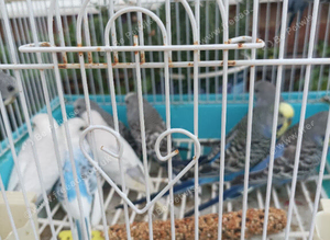 Young budgies for sale