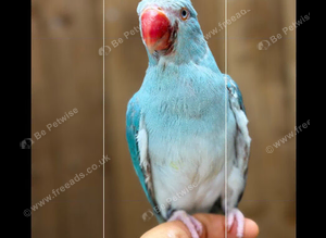 Ring neck parrot