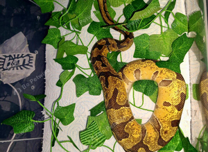Beautiful super fire  enchi