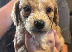 Cockapoo puppies!