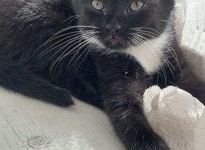 Beautiful kitten