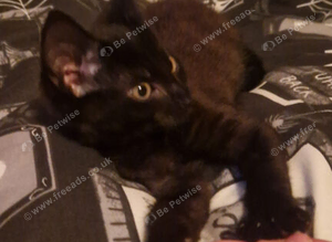 12 week old black kitten