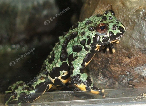 Three Fire-Bellied Toads and Setup