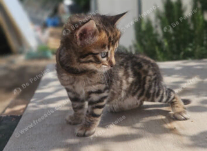 Cashmere  bengals