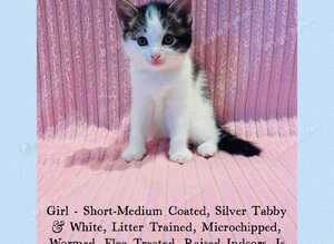 Beautiful Kittens For Sale