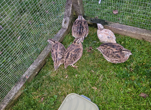 Free quail