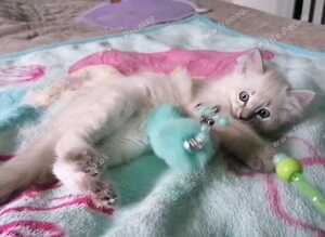 Blue lynx ragdoll kitten - boy