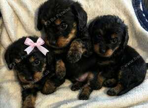 2 beautiful cockerpoo puppy's left