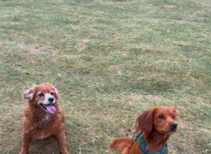 Red cocker spaniel stud available