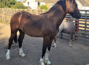 Stunning sec d colt