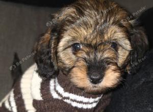 Cavapoo pup