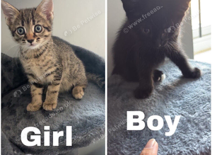 kitten