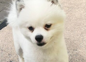 Pomeranian stud