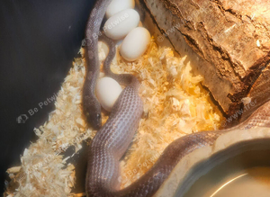 Stunning corn snakes