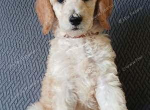 Standard poodle boy