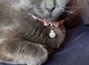 Sheba looking for loving home